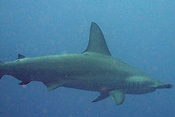 hammerhead shark